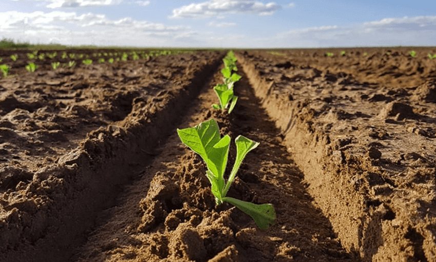 Jeune pousse dans une parcelle agricole